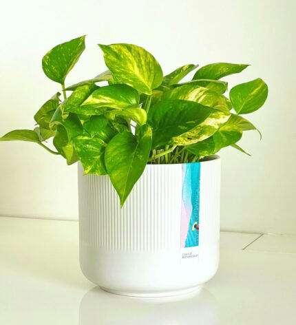Modern fiber planter for home terrace and garden