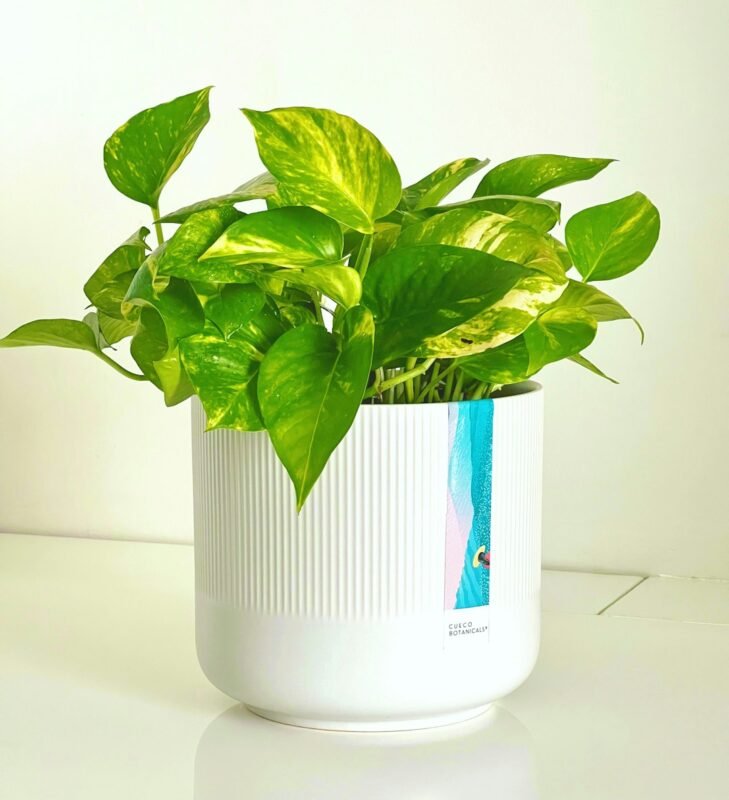 Modern fiber planter for home terrace and garden