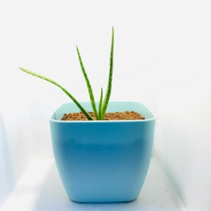 Modern plant in a simple planter
