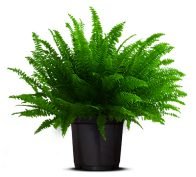 Boston Fern Plant